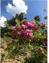 We did not find results for: Az Mountain Tree With Pink Flowers