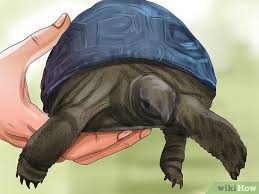 How To Tell A Turtles Age By Rings And Size Wikihow