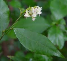 Image result for Rinorea