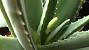 Unhealthy Aloe Plant