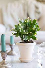 Keep easter cactus in a room where temperatures are relatively consistent. Easter Cactus Tips On How To Grow And Care For A Tropical Houseplant On Gardenista