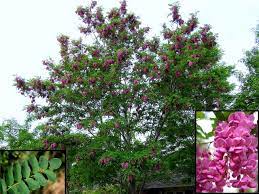This is a high maintenance tree that will require regular care and upkeep, and is best pruned in late winter once the threat of extreme cold has passed. Flowering Locust Payne S Nurseries