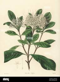 Image result for Pavetta sp. A