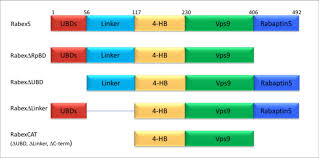 Isabella damla guvenilir's tv series: Domain Deletion Mutants A Series Of Domain Deletion Mutants Were Download Scientific Diagram