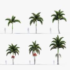 Image result for Wodyetia bifurcata