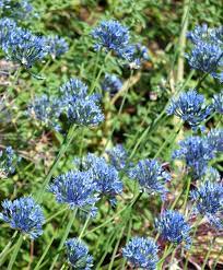 Allium Azureum Allium Flower Bulb Index Bulb Flowers Flowers Spring Bulbs