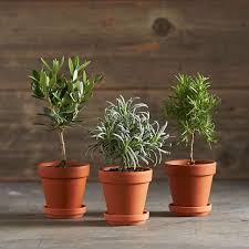 Most of the pots in which they are sold are too small to maintain good root growth decorative topiary olive trees. Gift Guide Tiny Topiaries For The Apartment Dweller Gardenista