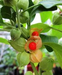 Image result for Withania somnifera