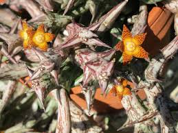 Image result for Orbea schweinfurthii