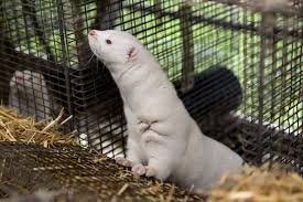 Mink Threat Isn T Going Away Denmark S Top Covid Scientist Says Bloomberg