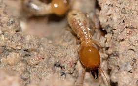 We've got the information you need, right here. Termite Control Complete Pest Control Prevention In Houston Tx