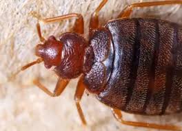 Image result for bed bugs
