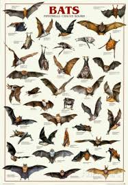 Fledermause Poster Bei Allposters De Tierspuren Schlage Und Tiere