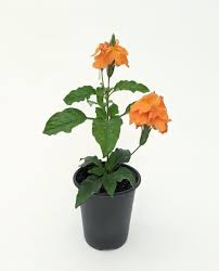 Image result for Crossandra puberula