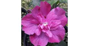 Image result for Hibiscus syriacus Violet Clair Double