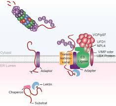 The proteasome is a large, multiple subunit complex that is capable of degrading most intracellular proteins. Https Edoc Hu Berlin De Bitstream Handle 18452 18251 Sotzny Pdf Sequence 1
