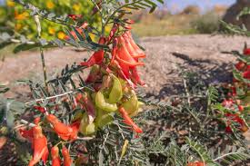 Image result for Lessertia pauciflora