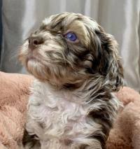 * cockapoo of excellence * our next cockapoo puppies available will be ready for their new homes throughout the summer and fall of 2021! Cockapoos Breeders Registry American Cockapoo Club