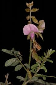 Image result for Tephrosia noctiflora