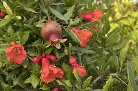 Pomegranate is one of the nicest fruit trees and perhaps the easiest to grow in pots because it has a shallow root system when compared to other fruit pruning is necessary to give and maintain the desired shape of your pomegranate tree and encourage flowering and fruiting. Pomegranate Wonderful Variety