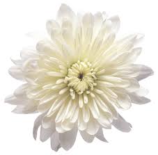 White Chrysanthemum Flower Transparent Png Clip Art Image Flores