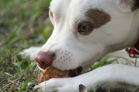 Resource guarding toys or food: Resource Guarding Dogs Monthly