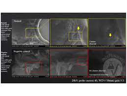 The camel igg presented as two bands with molecular masses of 250 and 100 kda, the latter corresponding to heavy chain igg, on 10% gel electrophoresis. Anti Goat Secondary Antibodies Www Antibodies Online Com