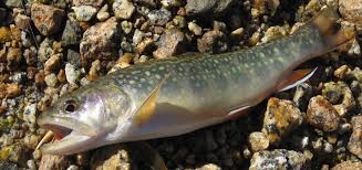 If your fish has been suffering from a severe illness and none of the treatment methods have been working, euthanasia might how do you kill a fish with vodka? How To Euthanize A Fish In 2 Humanely Ways Stories Of Water