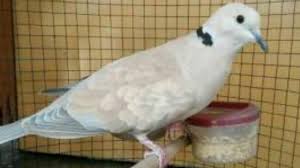 Jual beli online aman dan nyaman hanya di tokopedia. Cara Memancing Burung Puter Yang Malaes Bunyi Agar Racin Gacor Dan Ngplong Youtube