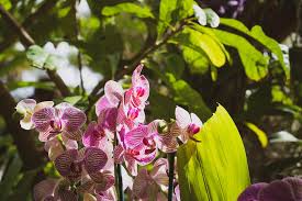 Maybe you would like to learn more about one of these? Naples Orchid Sale Naples Botanical Garden