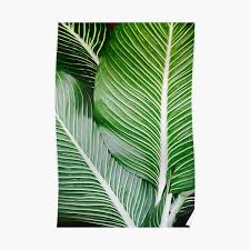 Blogging about growing iconic tropical plants in pots and containers indoors. Palm Leaf Printable Posters Redbubble