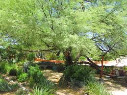 Flowers that grow in arizona shade. The Best Way To Plant A Tree In Tucson Home Garden Tucson Com