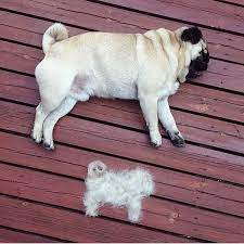 The Two Layers Of Fur Get You Every Time Pugs Funny Cute Pugs Pugs
