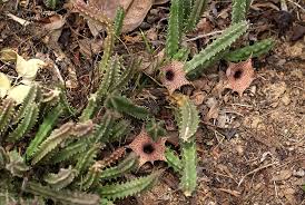 Image result for Huernia hislopii