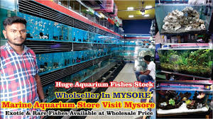 Carries a huge selection of rare freshwater and saltwater fish, aquatic plants, and aquarium supplies in rockville, md. Aquarium Fish Store Marine Aquarium Mysore Wholesaler 125 Variety Fish Stock Youtube