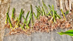 Sinonim botani termasuk nicolaia elatior, phaeomeria magnifica, nicolaia speciosa, phaeomeria speciosa, alpinia elatior, dan alpinia magnifica. Cara Tanam Jaga Pokok Kantan Yang Betul Baru Subur Banyak Bunga Tip Dari Pekebun Kantan Vanilla Kismis