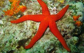 Starfish Facts For Kids National Geographic Kids