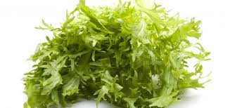 How To Grow Endives Herbs Endive Cardoon