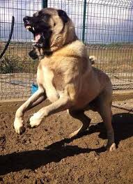 See more ideas about anatolian shepherd dog, livestock guardian dog, anatolian shepherd. Anatolian Shepherd Coban Kopegi Manjung Malaysia Home Facebook