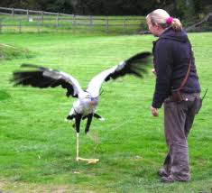 Maybe you would like to learn more about one of these? Secretary Bird Size Secretary Bird Facts Habitat Diet And Size With Pictures