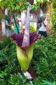 Once In A Lifetime Corpse Flower Bloom Corpse Flower Titan Arum