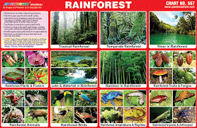Examples include the emergent, canopy, understory and forest floor layers. Spectrum Educational Charts Chart 567 Rainforest