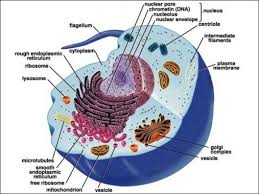 Maybe you would like to learn more about one of these? Sel Hewan Pengertian Struktur Bagian Fungsi Gambar Lengkap