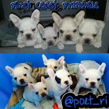 Balzac was 4 months when we took the video. Akc Cream French Bulldog Puppies For Sale In Jacksonville Florida Classified Americanlisted Com