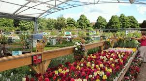 Gardenforum Headlines Klondyke Quashes Weavervale Rumours