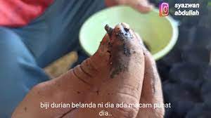 Cara menanam sirsak yang benar akan berpengaruh pada pertumbuhan pohon sirsak yang ditanam. Cara Semai Biji Bibit Durian Belanda Sirsak Youtube