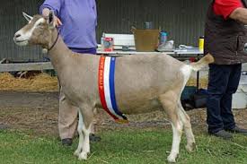 Where artists go to die and the kingpins still stand.― a.g.o.t.i., parasite. Dairy Goats Maffra Show