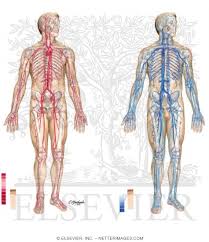 You've got the right brachiocephalic vein and the left brachiocephalic vein. Major Arteries Pulse Points And Veins