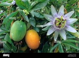 Image result for Passiflora caerulea