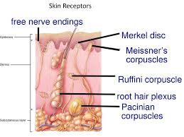 Check spelling or type a new query. Receptors And Effector Nerve Endings Reflex Arc Ppt Download